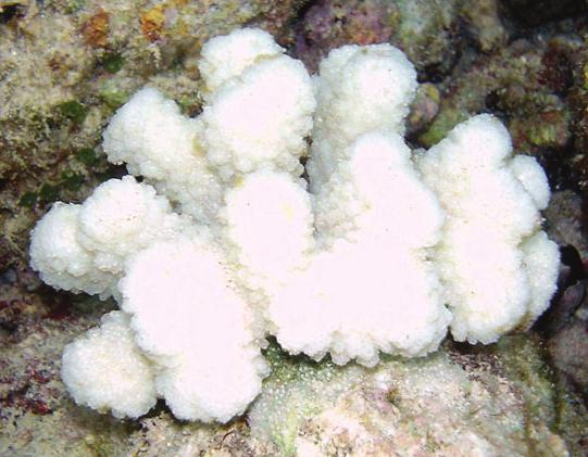 Scientific research has shown that if corals are exposed to lots of light at the same time that the water temperature warms up, the algae will start to leave the coral.