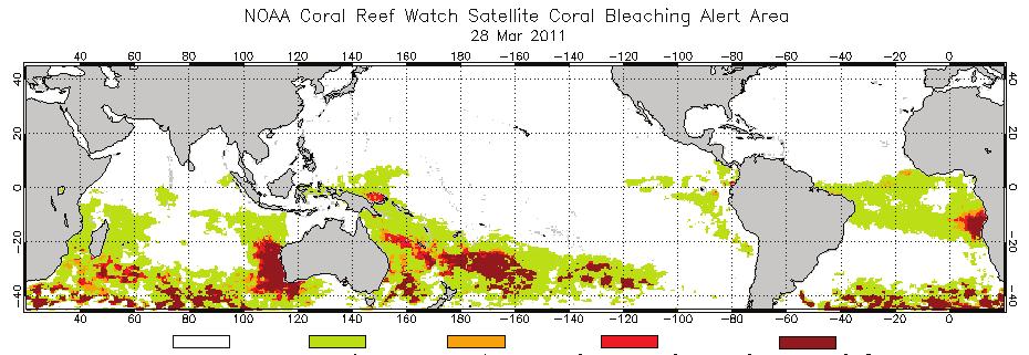 Coral bleaching and dying corals are becoming a bigger and bigger problem. The good news is corals can recover from coral bleaching. The bad news is that they can only recover when the Healthy coral.