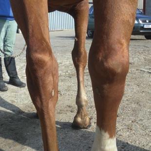 Clydesdales) Epizootic Lymphangitis (caused by a fungal infection is not seen in the UK) The leg receives fluid from the arterial circulation and this fluid drains from the leg by the veins and
