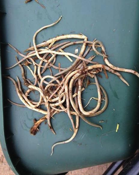 Tapeworms these can cause severe colic and as eggs only shed intermittently in the faeces can be difficult to detect.