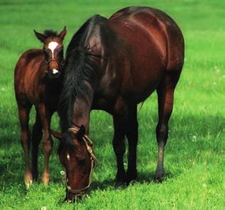 EQUINE WORMING The important factors are: Pasture Management Not overstocking your fields (1-1.
