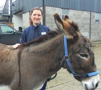 Any donkey which is thought to be dull, lethargic, low head carriage and just not right should be examined by a vet sooner rather than later.