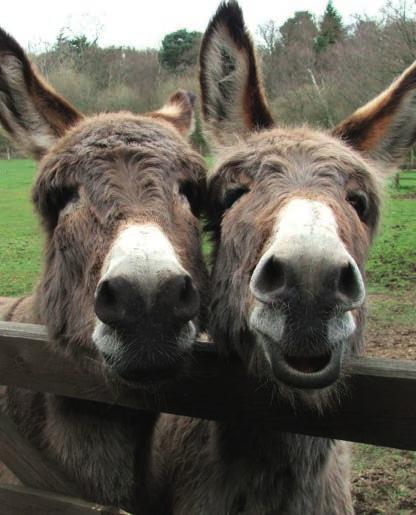 donkey. Donkeys form strong bonds with their companions (Figure 1) and a box/stable should be provided to house them both together.