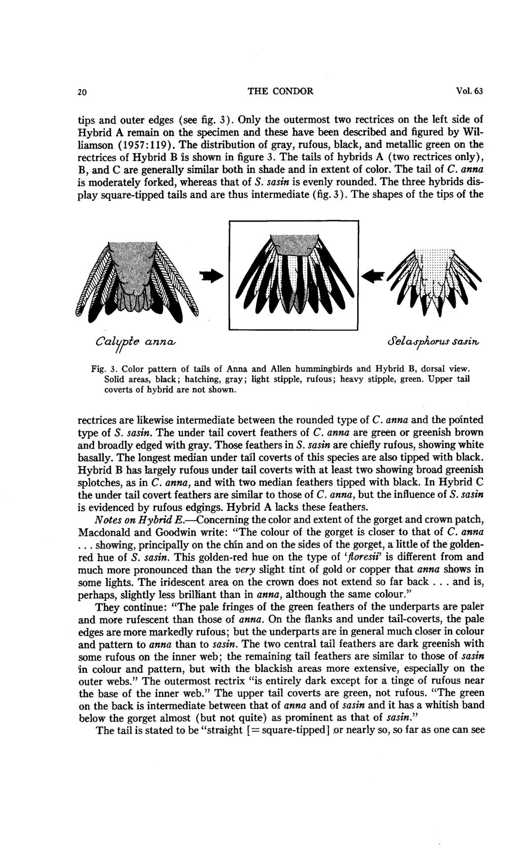 20 THE CONDOR Vol. 63 tips and outer edges (see fig. 3).