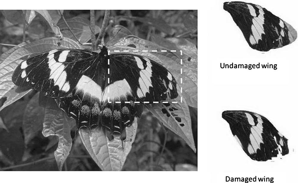 TERRITORIAL BEHAVIOR OF PAPILIO HOMERUS 59 Fig. 2. A map illustrating the three areas patrolled by P. homerus males along the sampling transect.