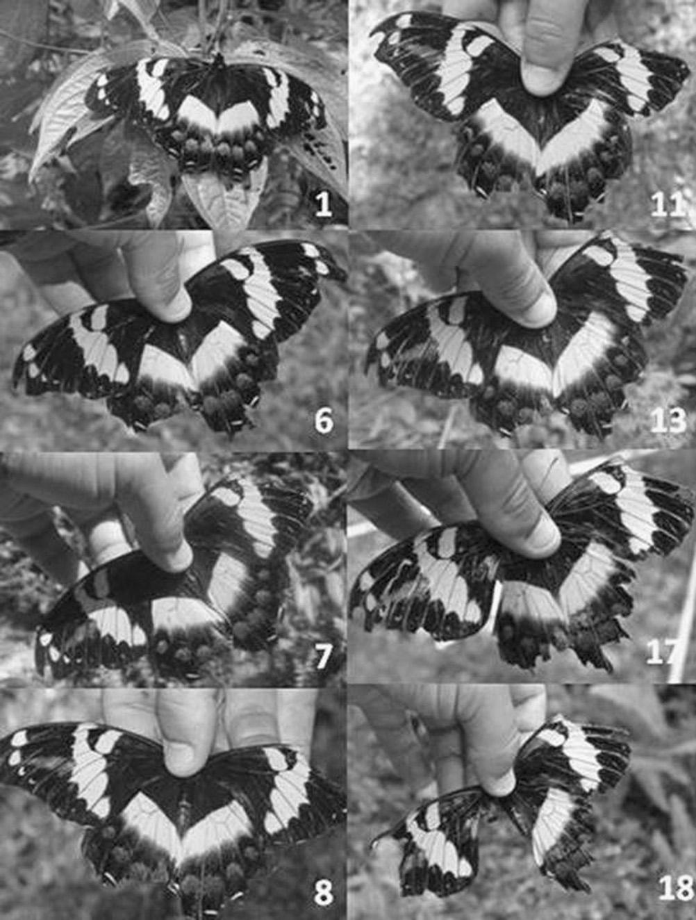 62 M.S. LEHNERT, ET AL. Fig. 5. Sequential photographs of male ID# 002 measured for wing damage analysis.