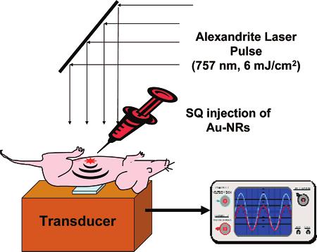 Schematics of in vivo experiment to detect subcutaneously (SQ) injected gold nanorods (Au-NRs) using a single-channel acoustic transducer.