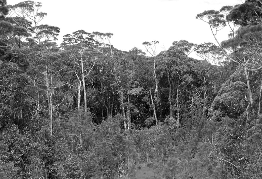New Bavayia Species from Southeastern New Caledonia. Bauer et al. 255 Figure 6. Maquis paraforestier at the type locality of Bavayia goroensis on the Plaine des Lacs, Province Sud, New Caledonia.