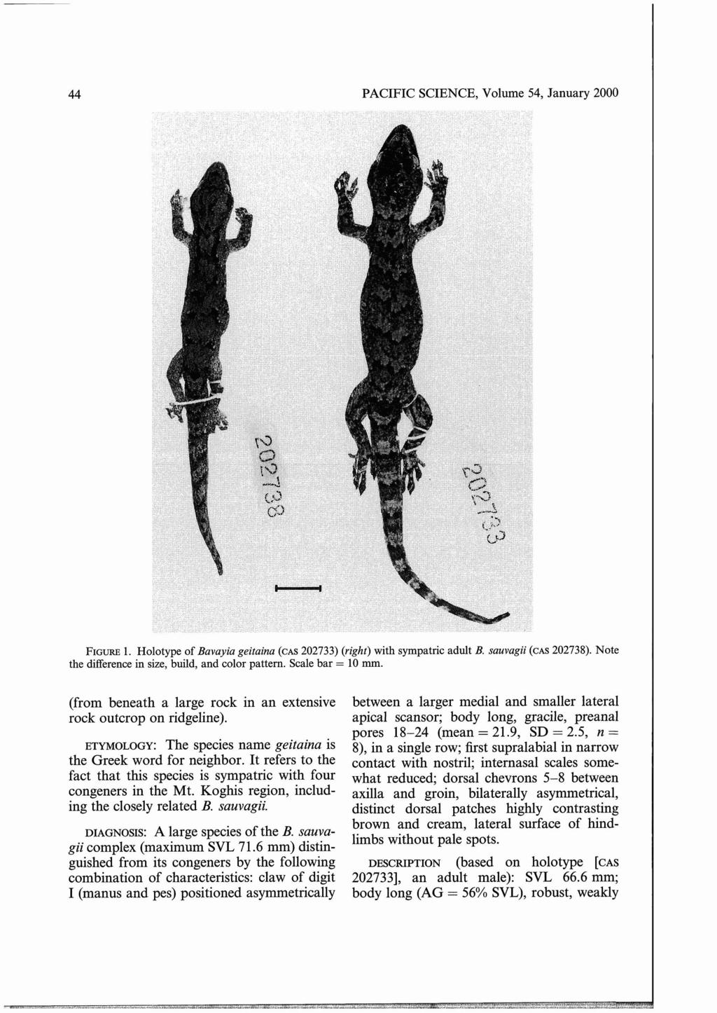 44 PACIFIC SCIENCE, Volume 54, January 2000 FIGURE 1. Holotype of Bavayia geitaina (CAS 202733) (right) with sympatric adult B. sauvagii (CAS 202738).