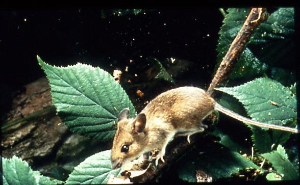 However, the house mouse has adapted to live in very close proximity to man and man made environments and in doing so they can cause many problems. Recognition House mouse.