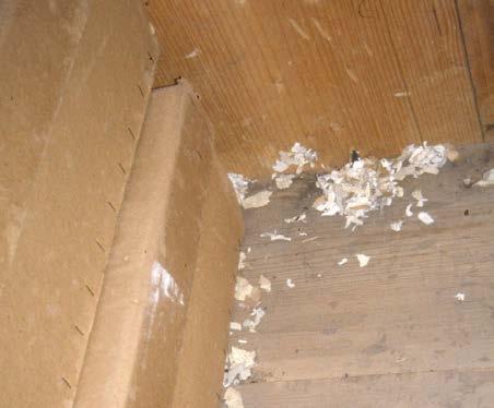 Damage to food packaging and other objects must also be viewed with suspicion. Mouse hole. Paper chewed by mice.