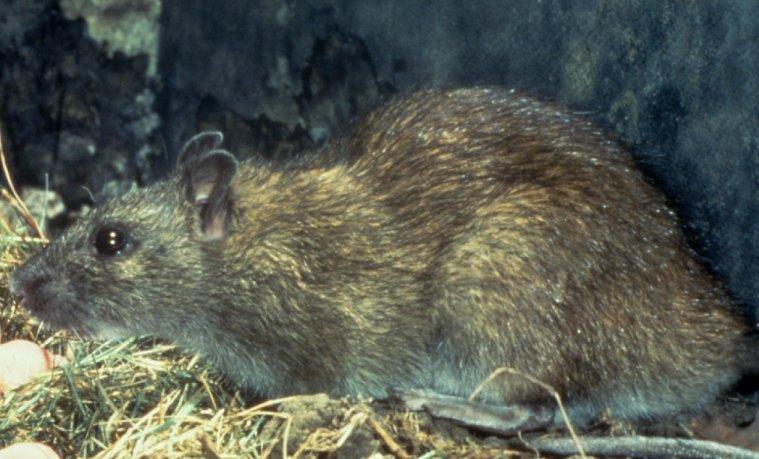 Other rodents Common, or brown, rats and grey squirrels, which are also rodents, could also cause significant problems in historic buildings and museums.