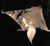 Northern flying squirrel Habitat: