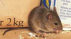 House mouse Habitat: Mus