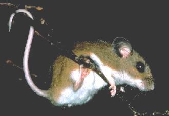 White-footed mouse