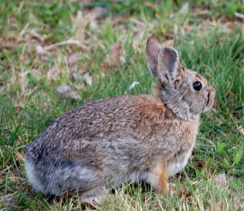 cottontail Altricial young ID: Pelage: