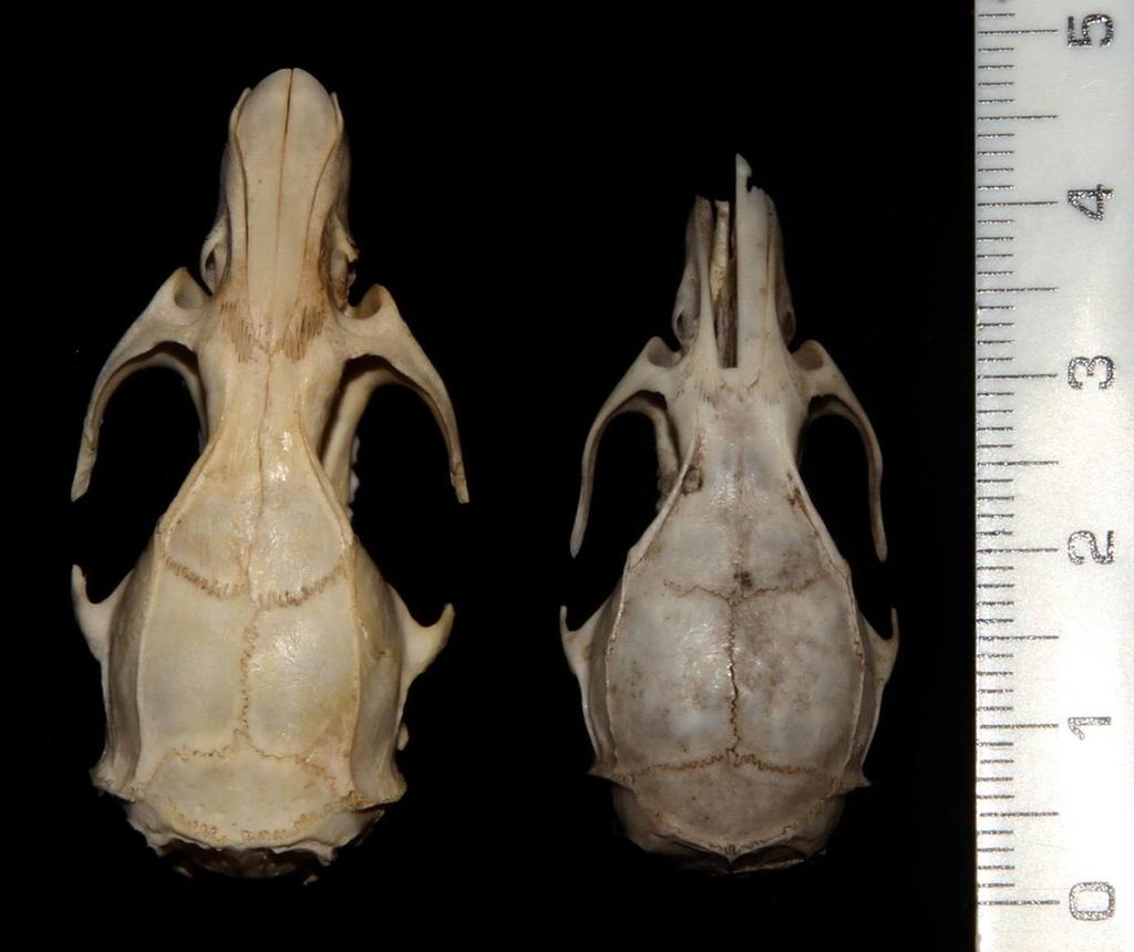 Rattus vs. Rattus R. norvegicus (brown) R.