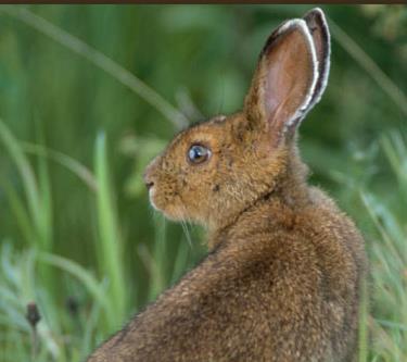 Snowshoe hare Lepus