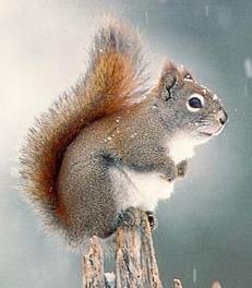 Red squirrel Tamiasciurus hudsonicus Habitat: Primarily