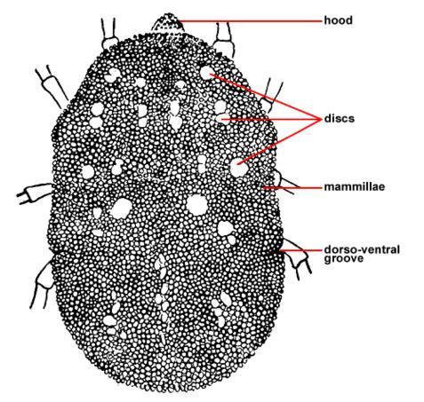 Generalized Anatomy of Soft Ticks (Argasidae) Dorsal view (left), Lateral view (centre), Ventral view