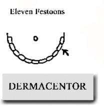 cleft Dermacentor spp. (Dermacentor variabilis, D. andersoni, D.
