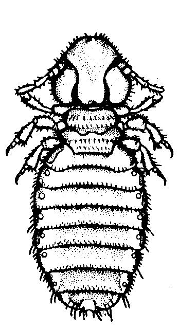 legs, are dorsoventrally flattened, & are wingless - Antennae are short & sensory organs are not well developed (eyes are vestigial or absent) Anoplura (the sucking lice, are found only on placental