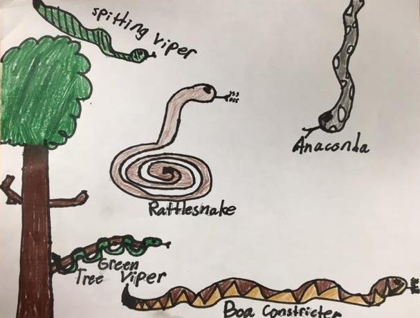 These are different kinds of Snakes. Amazing Snakes Did you know there are about twentynine hundred different species of snakes in the world? A snake has a giant scaly body and doesn t have legs.