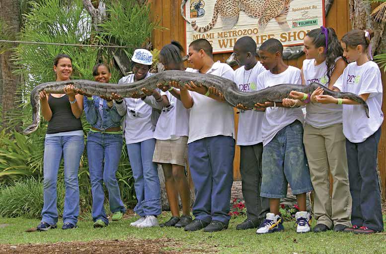 Their head is shaped like a pyramid. Hold On! Burmese pythons are often calm. This one doesn t seem to mind being held by 9 kids at once!
