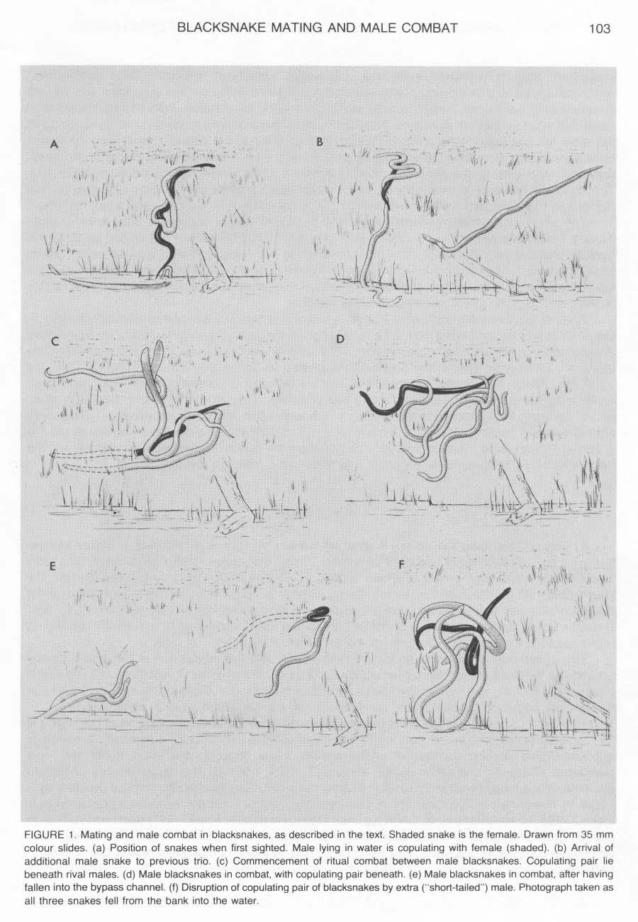 BLACKSNAKE MATING AND MALE COMBAT 103 FIGURE 1. Mating and male combat in blacksnakes. as described in the text. Shaded snake is the female. Drawn from 35 mm colour slides.