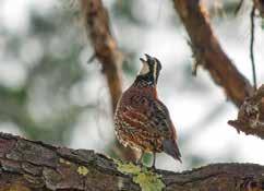 Quail CallSpring/Summer 2016 Quail Research Report Game Bird Program Update By Theron Terhune Bumper crop of birds in Texas yields phenomenal hunting.