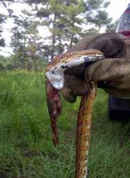 6 Quail Call Spring/Summer 2016 Suture-packed Information continued from page 5 snakes were only the predominant predator during the first 3-4 weeks of life, and then larger snakes (such as