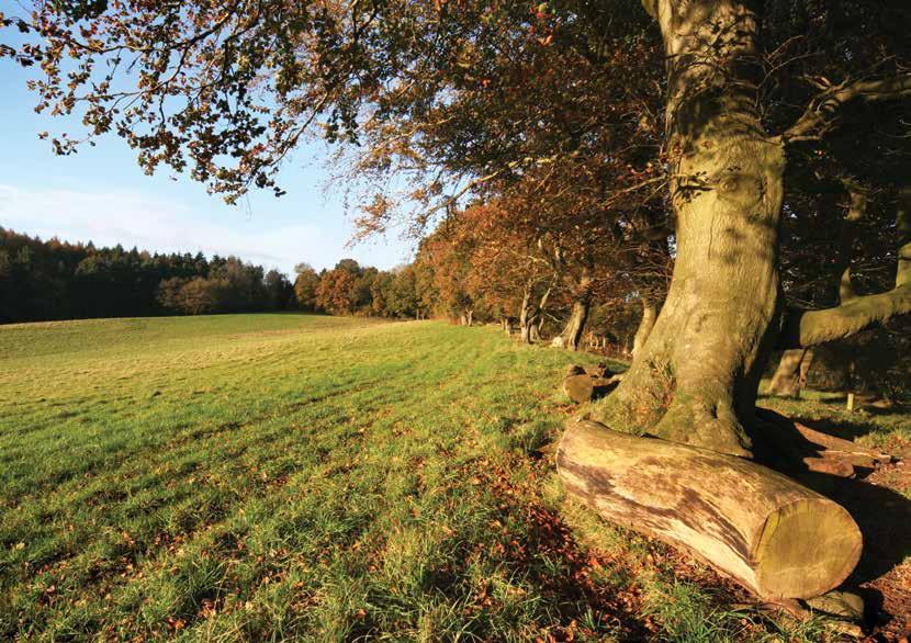 Usk Castle Chase natural burial meadow The meadow at Usk is a peaceful,