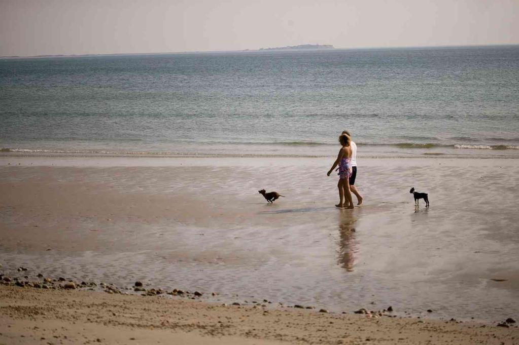 Plymouth Beach 2007 DOGS