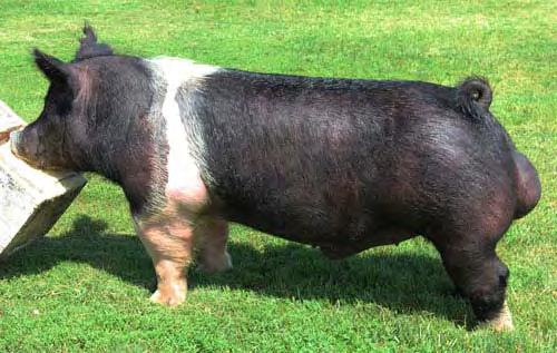 Purebred and Crossbred Lines Purebred Duroc Red pig with drooping ears Excellent terminal sire breed Growth and feed efficiency Carcass characteristics Excellent meat quality Originated in New