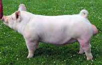 Purebred and Crossbred Lines Yorkshire White pigs with erect ears Maternal line breed: Highly prolific High milk production Originated in York, England Imported to U.S.