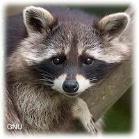 Raccoon - Procyon lotor Identification: Grayish-brown to gray fur and characteristic "black mask"