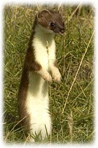 Ermine - Mustela erminea AKA: Short-tailed weasel Identifiaction: A small,
