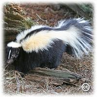 Striped skunk Mephitis mephitis Identifying characteristics: About the size of a domestic cat, they have black