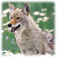 Coyote - Canis latrans Identifying characteristics: Their thick fur coats of this wild dog are generally grayish-brown on the backs, with white throats and bellies.