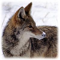 Their tail is bushy and black-tipped. They carry it below the level of their back when they run. Wolves carry their tails at the level of their back.