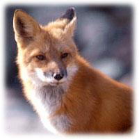 Red fox Vulpes vulpes Identifying characteristics: Red foxes have characteristic rusty red fur.