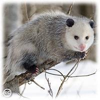 Virginia opossum Didelphis virginiana Identification: Medium-sized, furry mammal with grayish-brown