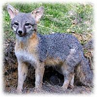 Gray fox Urocyon cinereoargenteus AKA: Tree fox Identifying characteristics: Looking similar to a small dog with a