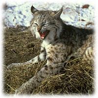 Bobcat Lynx rufus Identifying characteristics: Medium-sized cat with a coat that varies from