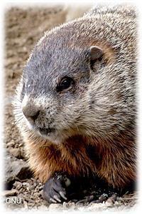 Woodchuck Marmota monax AKA: Groundhog, Whistlepig, Marmot Identifying characteristics: A