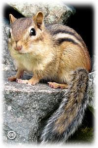 Eastern chipmunk Tamias striatus Identifying characteristics: The smallest of our native squirrels, the chipmunk is also the easiest to