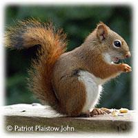 Red squirrel Tamiasciurus hudsonicus AKA: Pine squirrel, Chickaree Identifying characteristics: The smallest tree squirrel in our area with brownish-red to grayish-red fur above and white or