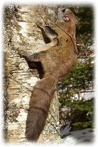 Northern flying squirrel Glaucomys sabrinus Identifying characteristics: They have thick cinnamon fur on their upper