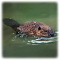 American Beaver Castor canadensis Identifying characteristics: A large aquatic rodent with varying degrees of dark brown fur.