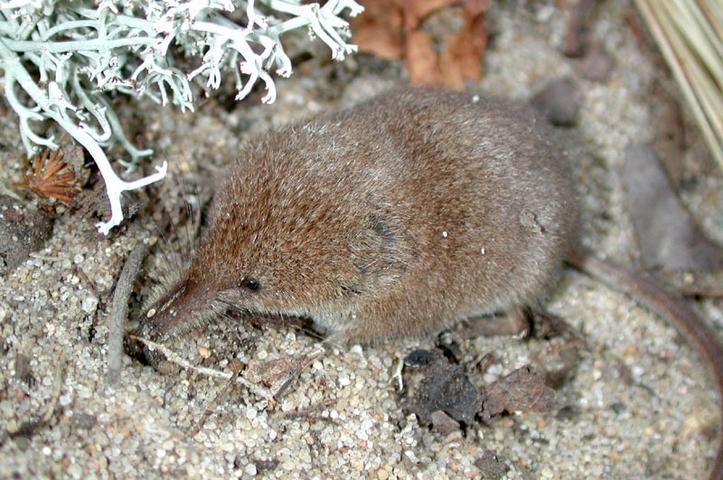 Cinereus shrew Sorex cinereus Identification: small mouse-like body with a pointed snout, and tiny black